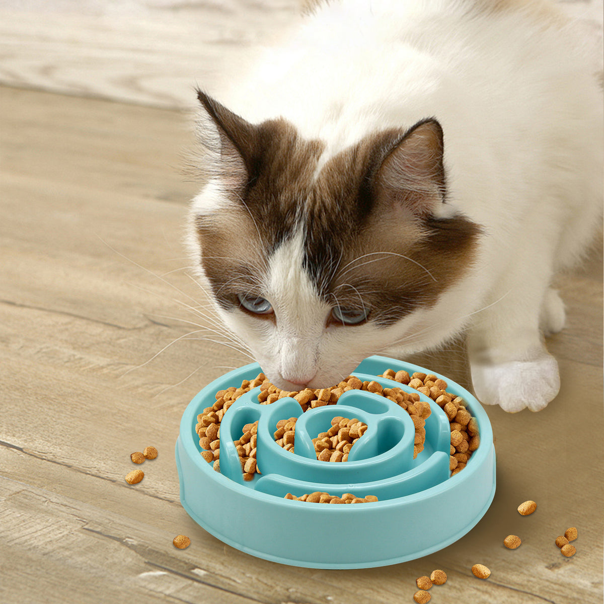 Katze am Labyrinth-Napf